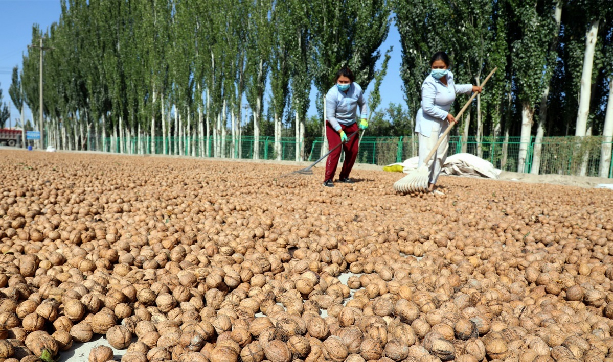 The planting situation of 185 walnuts in Xinjiang in 2025